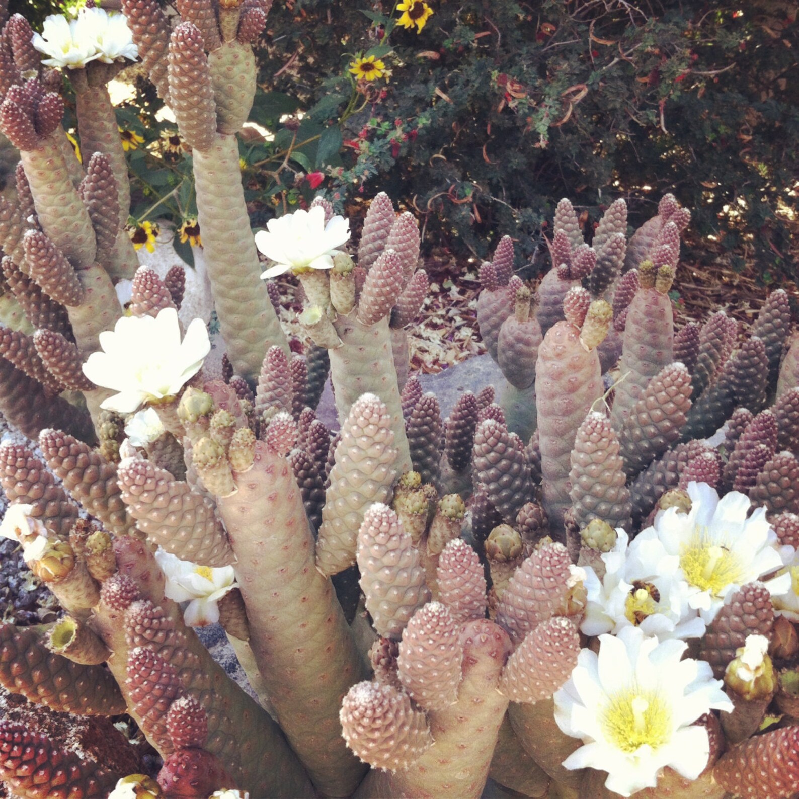 Cactus Cutting cacti drought tolerant plants garden desert Etsy