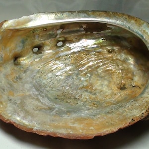 Gorgeous Abalone Shell, Natural Whole Abalone Shell, Unpolished Shell, Ocean, Sea, Unique shell, Collectible Shell, Beach decor, ocean decor