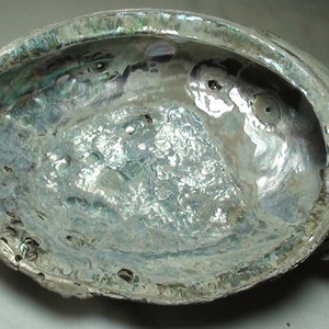 Abalone Shell, Amazing Natural Whole Abalone Shell, Unpolished Shell, Ocean, Sea, Unique shell, Collectible Shell, Beach decor, ocean decor