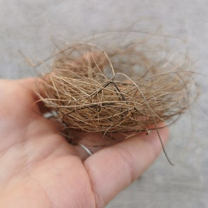 Real bird's nest, natural bird nest