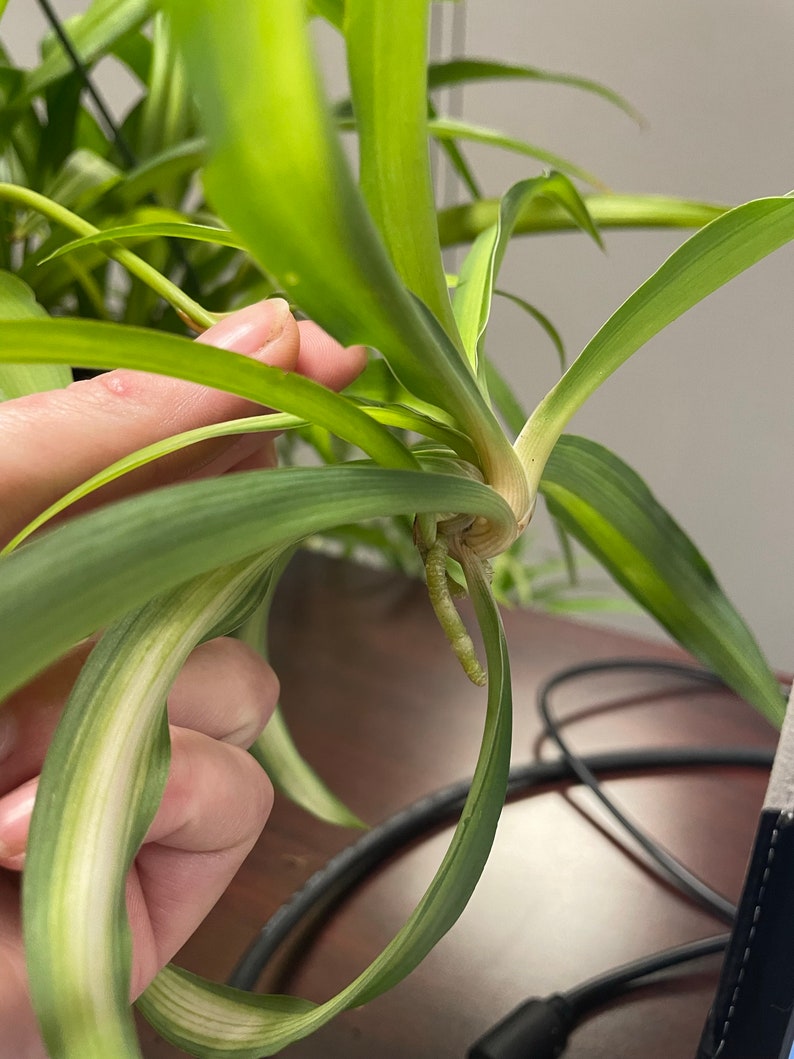 Spider Plant Cutting Etsy