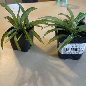 Spider Plant Cutting