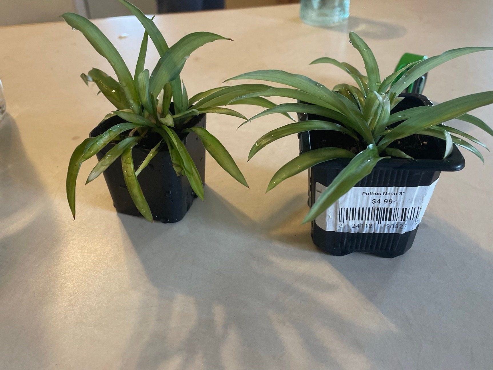 Plant cuttings free shipping - Etsy 日本