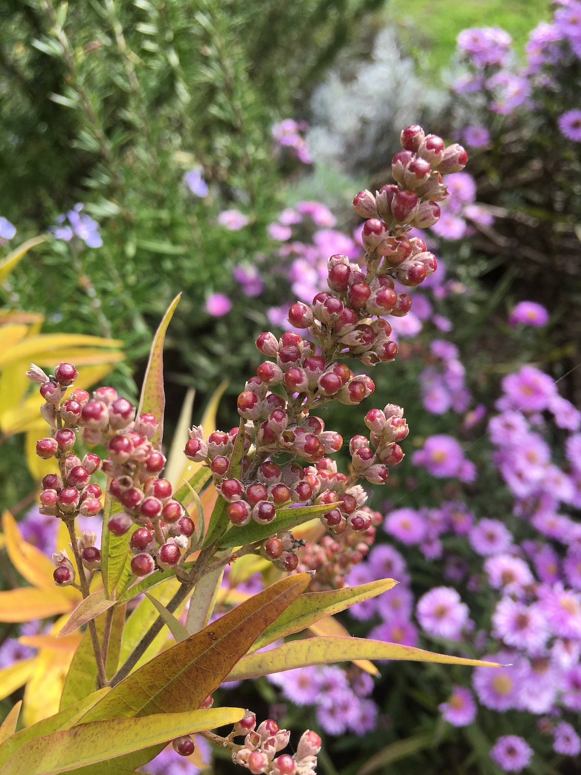 Vitex Berry Tincture Chaste Tree Berry Hormonal Support - Etsy