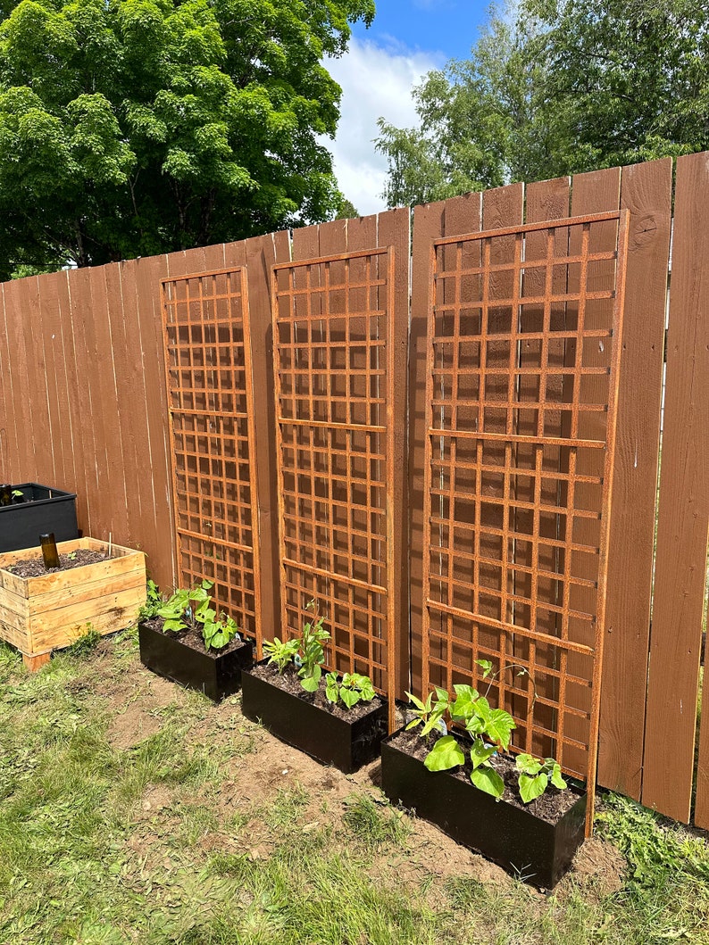 May include: Three black metal planters with green plants growing in them. The planters are in front of three rusty metal trellises against a brown wooden fence.