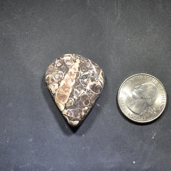 Turritella Agate free form Cabochon