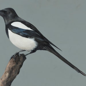 以下が含まれることがあります： 茶色の枝に止まっている黒と白のオナガドリ。鳥は長い黒い尾と白い下腹部を持っています。背景は薄い灰色です。