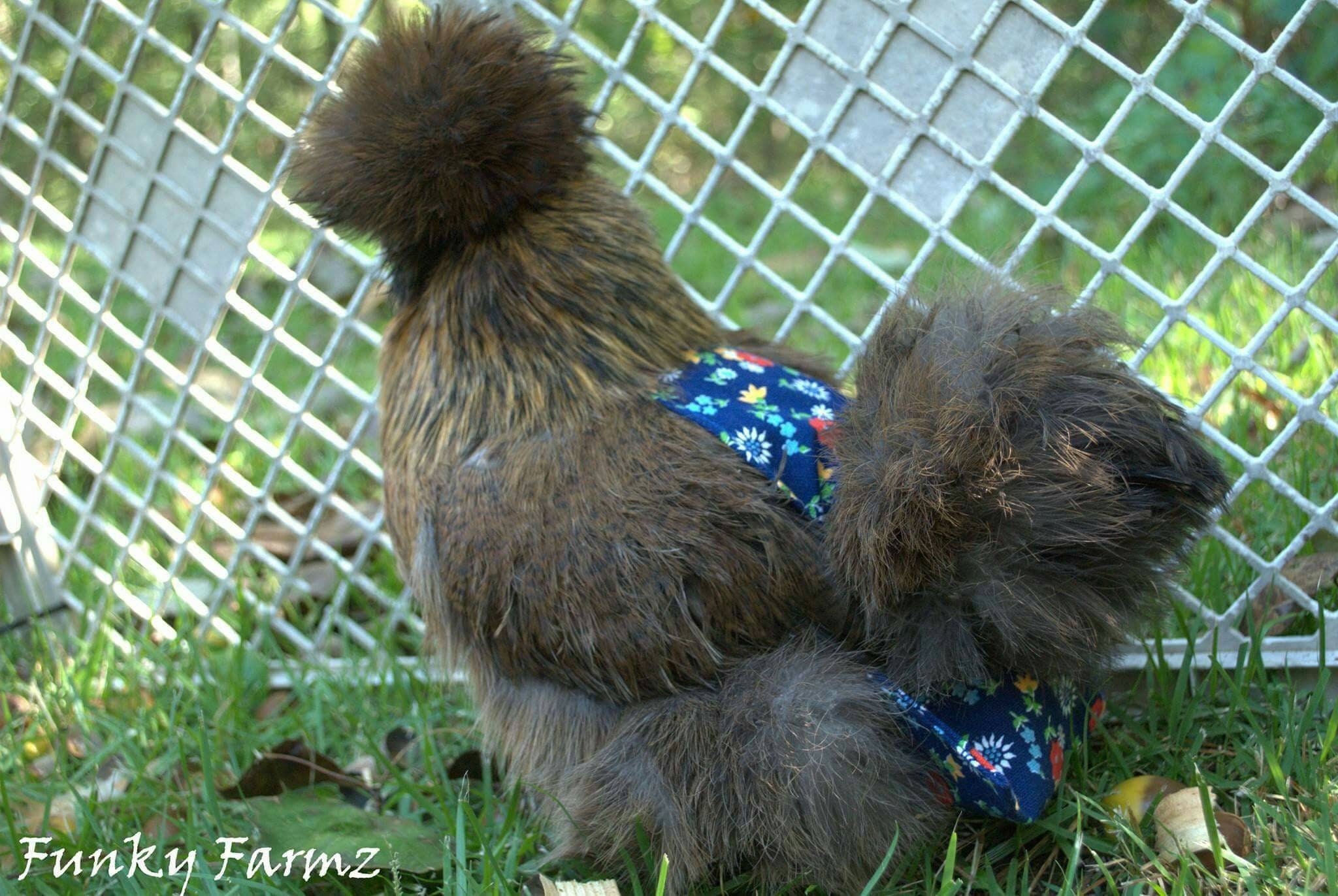 Silkie Showgirl Naked Neck And Satin Chicken Diaper Etsy | My XXX Hot Girl