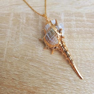 Può includere: Una collana dorata con un ciondolo a forma di conchiglia. Il ciondolo è una conchiglia naturale con dettagli dorati, sospesa a una sottile catena dorata. La conchiglia ha una superficie strutturata e una forma distintiva.