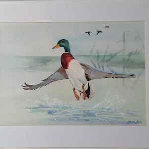 Puede incluir: Pintura acuarela de un pato silvestre en vuelo sobre una masa de agua. El pato es verde, marrón y blanco con las alas extendidas. El fondo es azul claro con algunos árboles en la distancia.