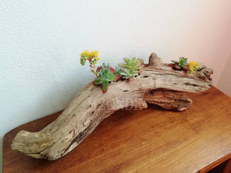 Succulent plant holder driftwood display air plants cacti wedding centerpiece outdoor decor patio wood boho stand garden rustic farmhouse