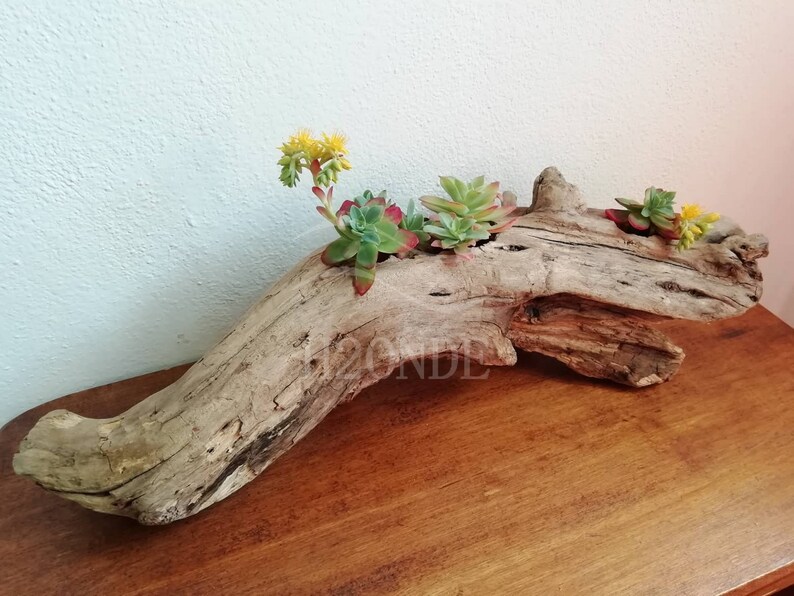 Succulent plant holder driftwood display air plants cacti wedding centerpiece outdoor decor patio wood boho stand garden rustic farmhouse