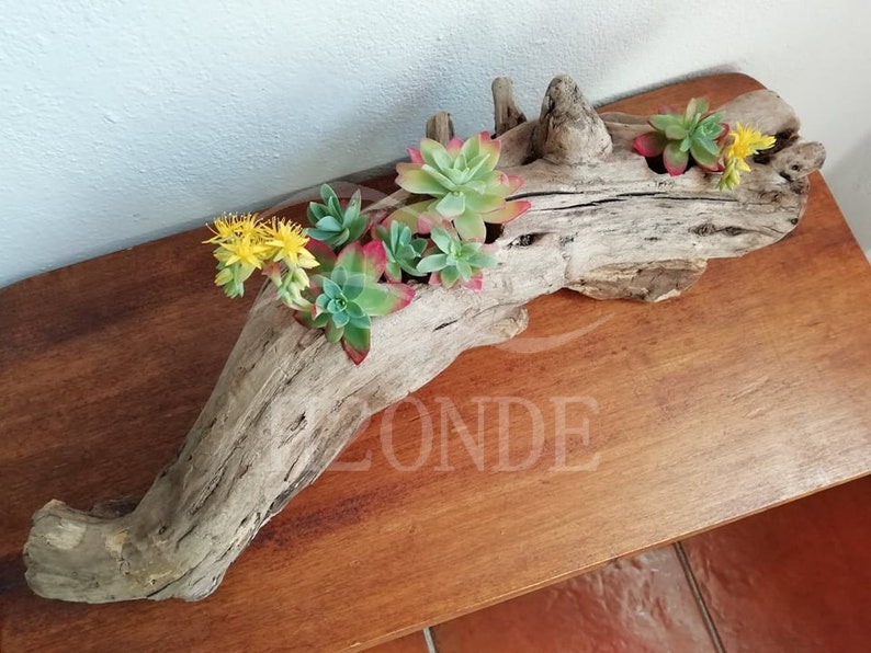 Succulent plant holder driftwood display air plants cacti wedding centerpiece outdoor decor patio wood boho stand garden rustic farmhouse