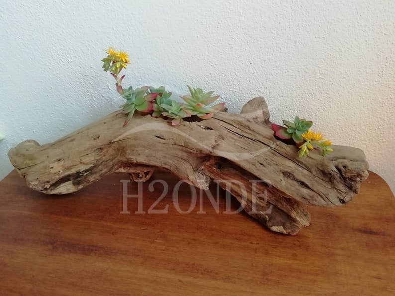 Succulent plant holder driftwood display air plants cacti wedding centerpiece outdoor decor patio wood boho stand garden rustic farmhouse