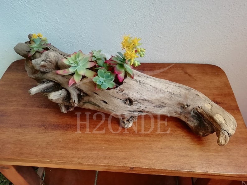 Succulent plant holder driftwood display air plants cacti wedding centerpiece outdoor decor patio wood boho stand garden rustic farmhouse