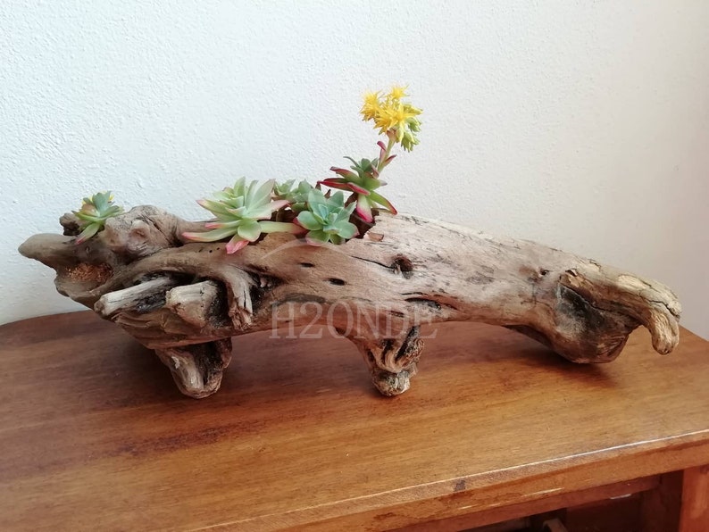 Succulent plant holder driftwood display air plants cacti wedding centerpiece outdoor decor patio wood boho stand garden rustic farmhouse