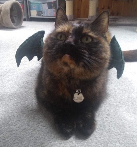 Cat dragon costume discount