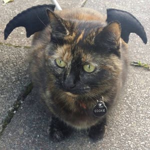 Bat Wings Cat Costume- in Red, Green, Purple and Black!