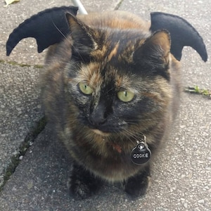 Bat Wings Cat Costume- in Red, Green, Purple and Black!