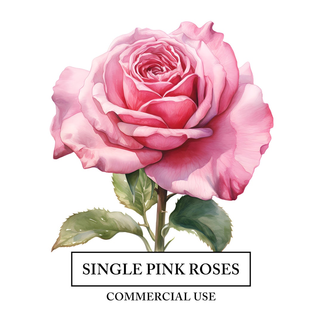 Single Pink Roses Clipart 8 High Quality Jpgs Teacup Vase Flower Watercolor Art Craft Digital ...