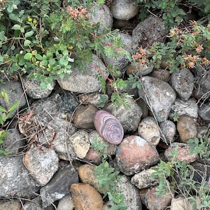 Ringed rock