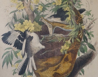 Antique framed engraving under glass depicting a snake attacking a nest of blackbirds, Freeman, Fournier