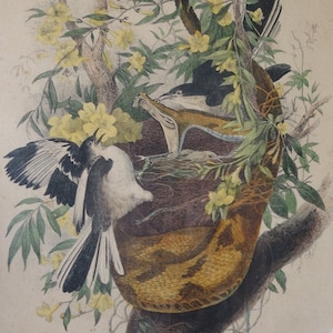 May include: A vintage print of two birds in a nest, surrounded by yellow flowers and green leaves. The birds are perched on a branch, and the nest is made of twigs and leaves. The print is in a frame with a gold border.