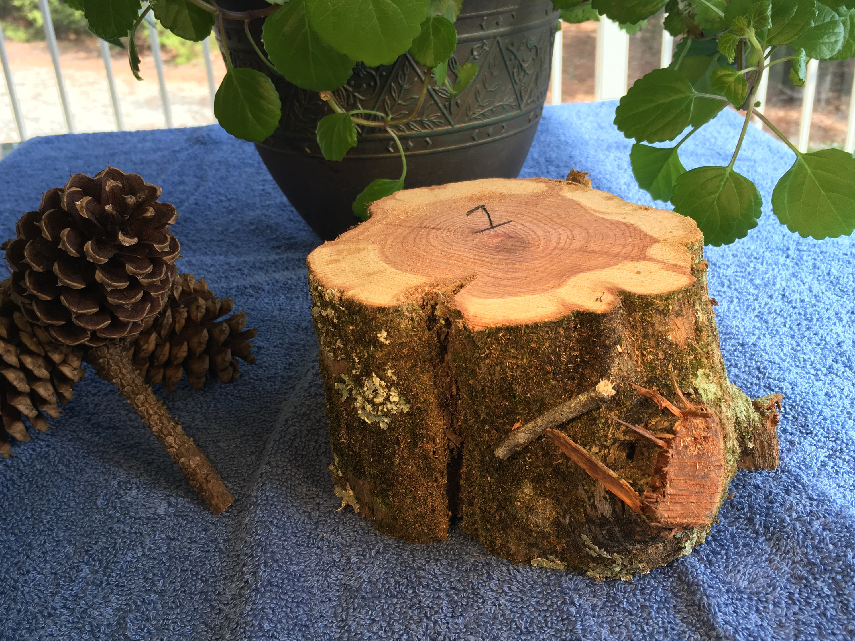 Raw Block of Aromatic Cedar 1