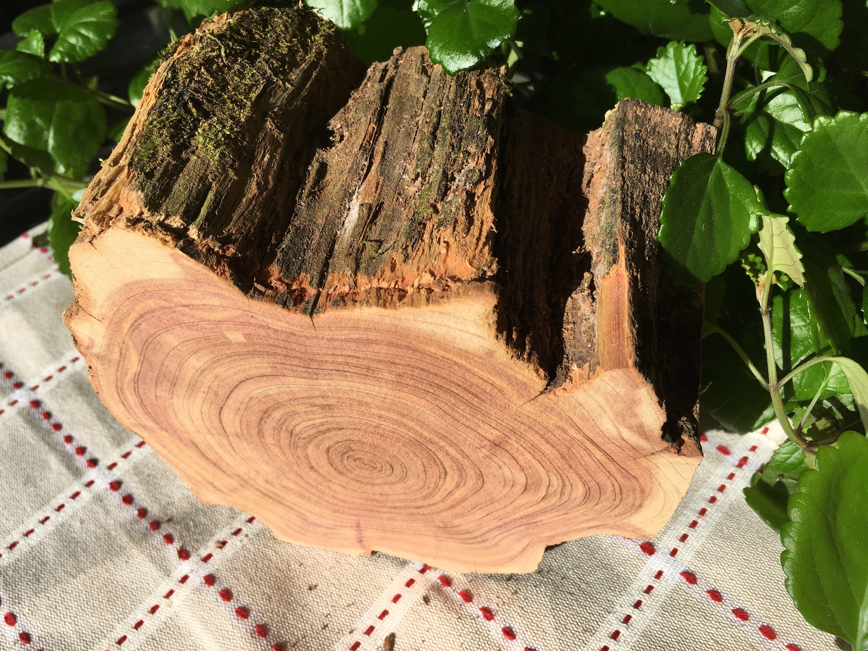 Raw block of aromatic cedar