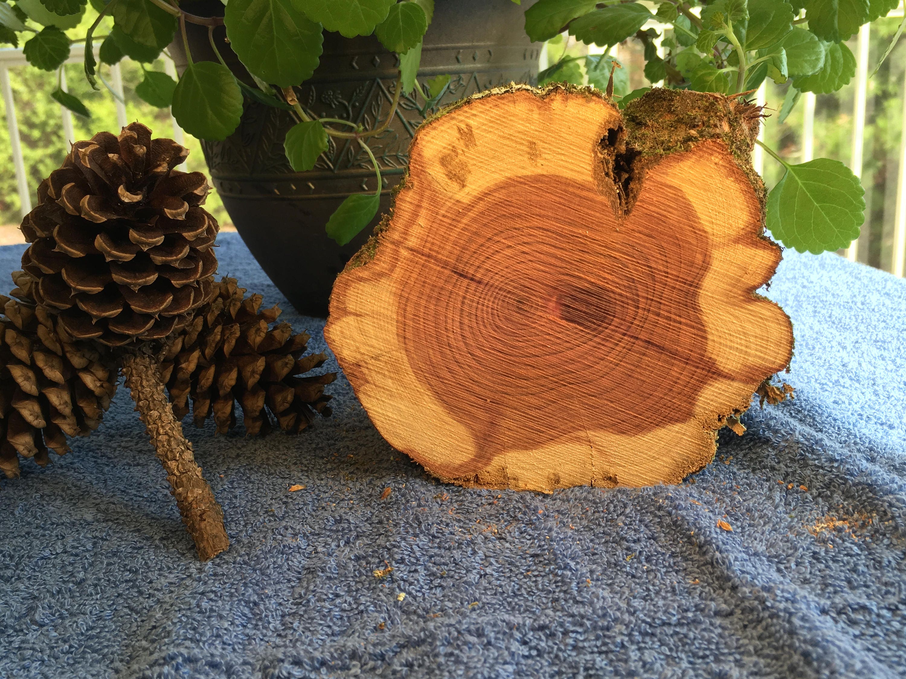 Raw Block of Aromatic Cedar 2