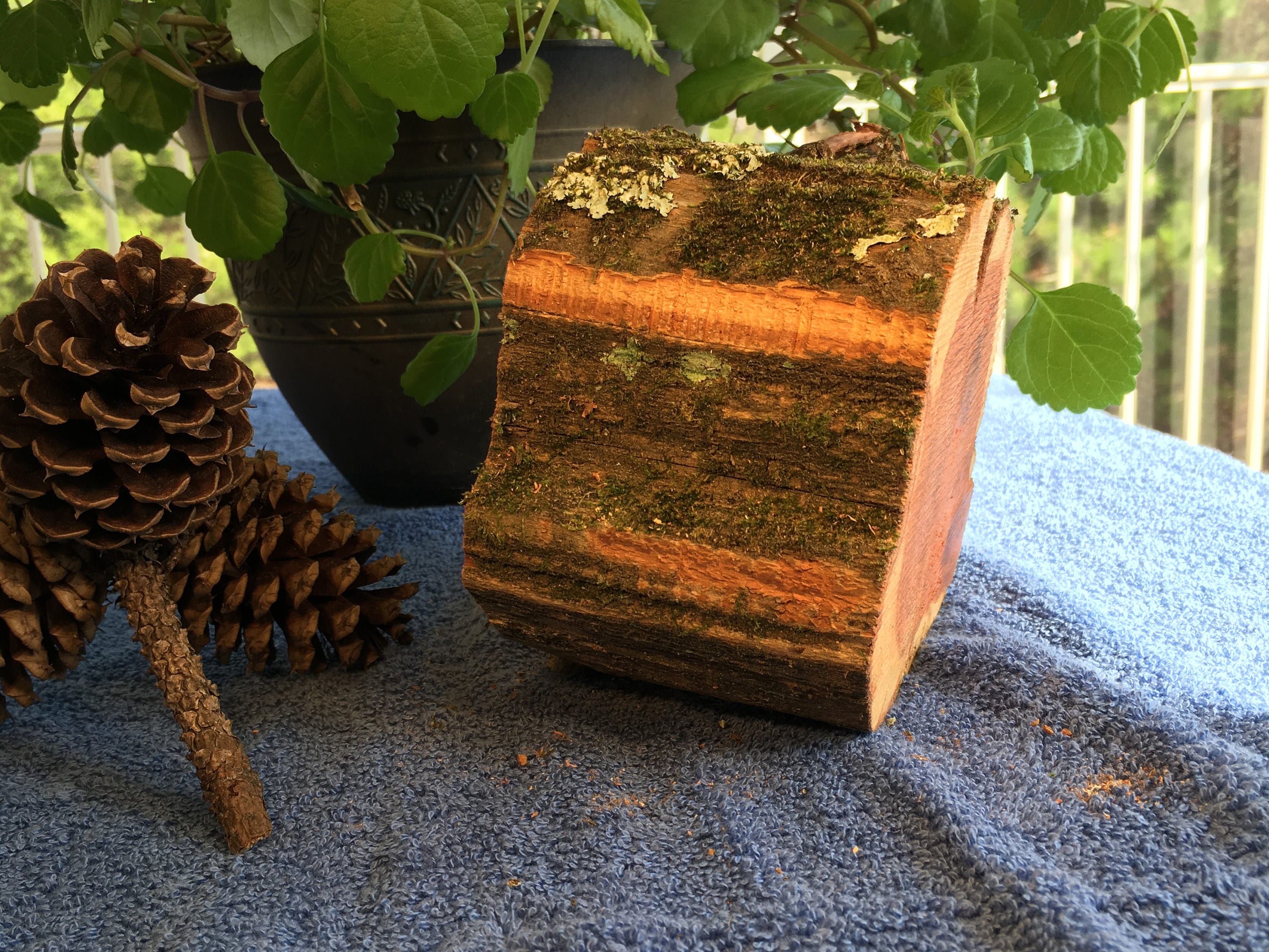 Raw Block of Aromatic Cedar 1