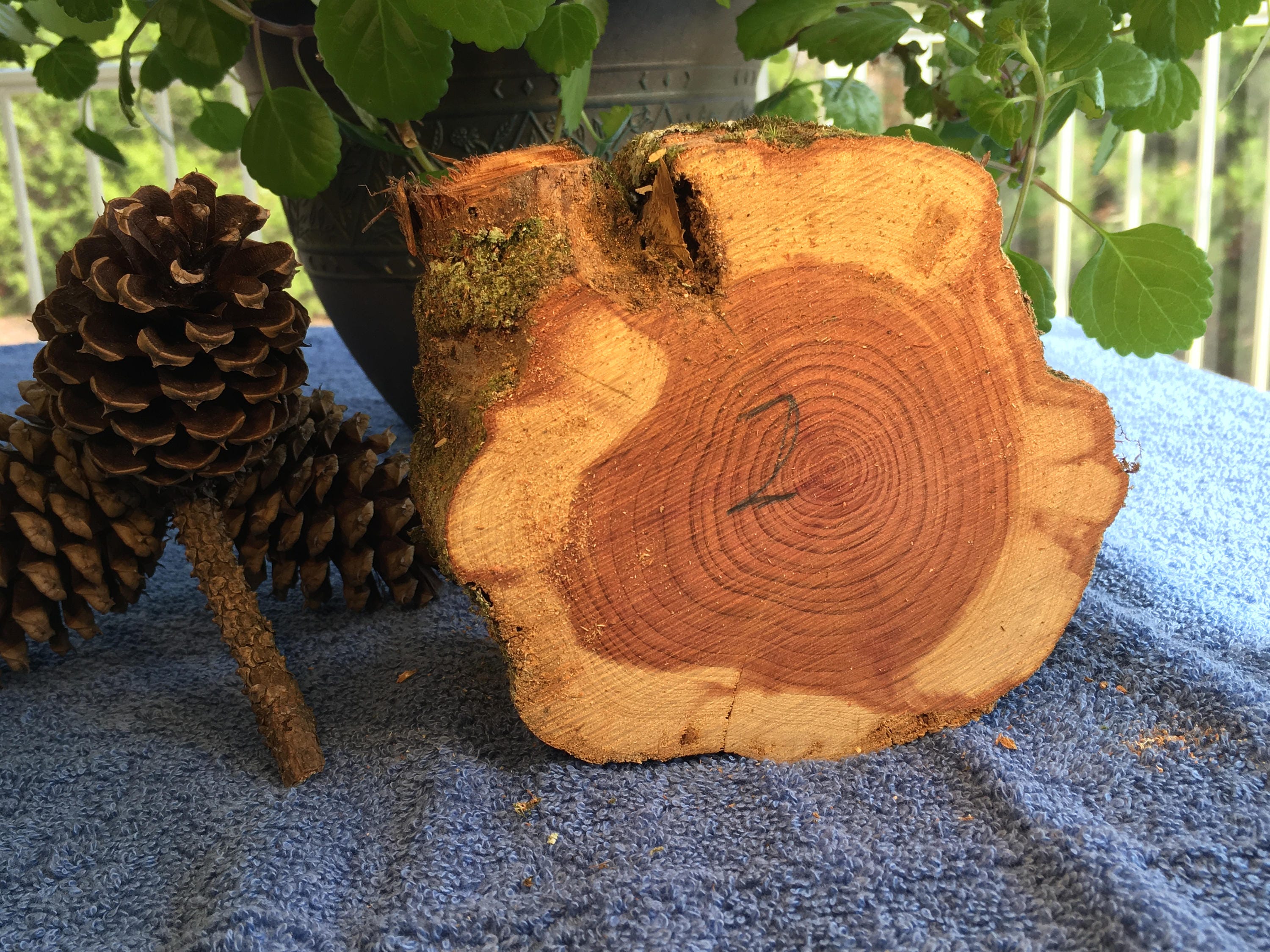 Raw Block of Aromatic Cedar 2