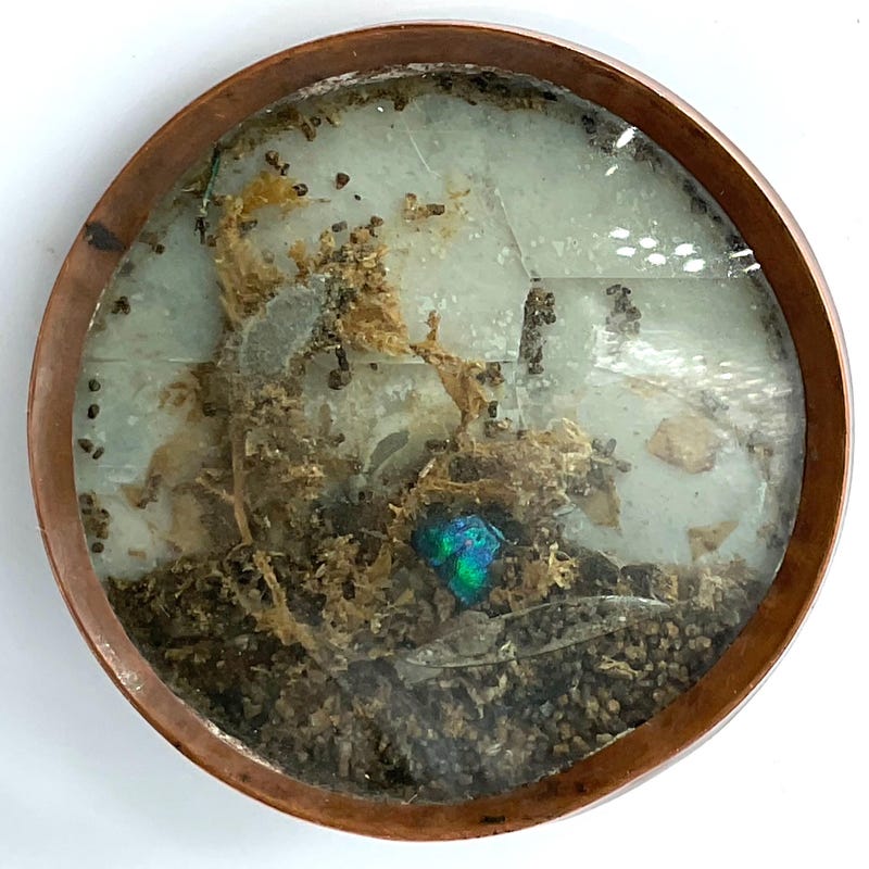 Colonial Buttons - Etsy