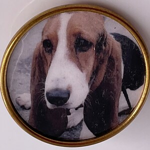 May include: A round, brass-colored pin featuring a close-up of a Basset Hound's face. The dog has a white and brown coat, with long, floppy ears. The pin is set against a white background.