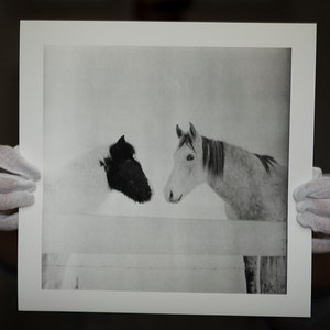 Horses