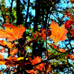 Z Instant Download, Fall Colors, Hudson River, Nature Photo, High Resolution Photo, Digital Art, Silhouetted Leaves image 1