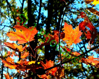 Z Instant Download, Fall Colors, Hudson River,  Nature Photo, High Resolution Photo, Digital Art, Silhouetted Leaves