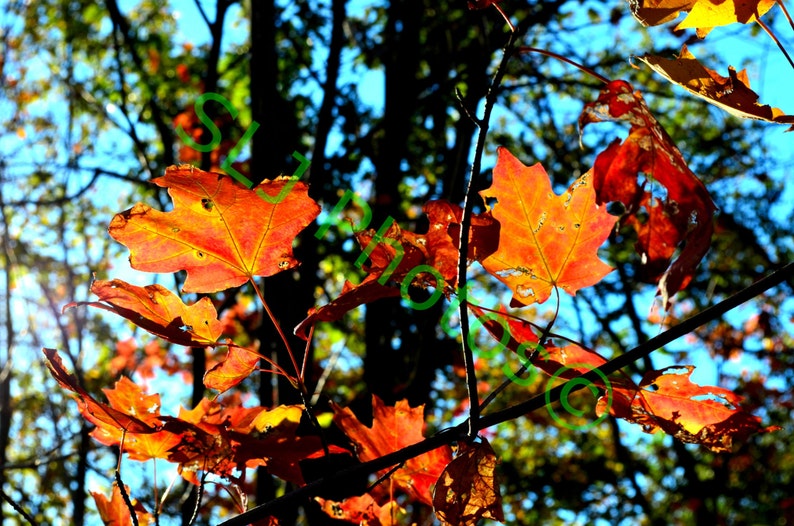 Z Instant Download, Fall Colors, Hudson River, Nature Photo, High Resolution Photo, Digital Art, Silhouetted Leaves image 1