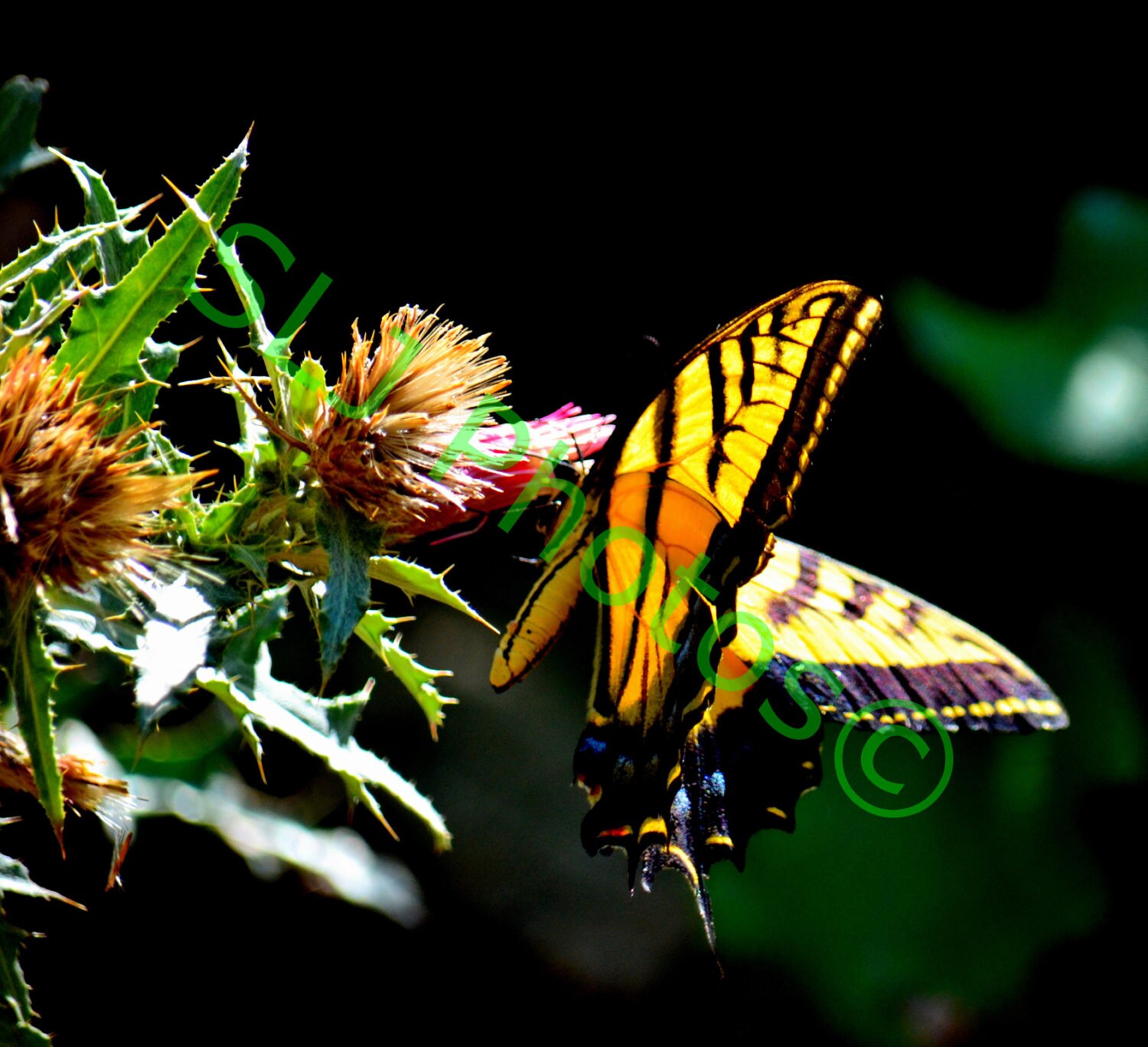 Z Instant Download, Zion National Park, Monarch Butterfly, Nature Photo, High Resolution Photo, Digital Art