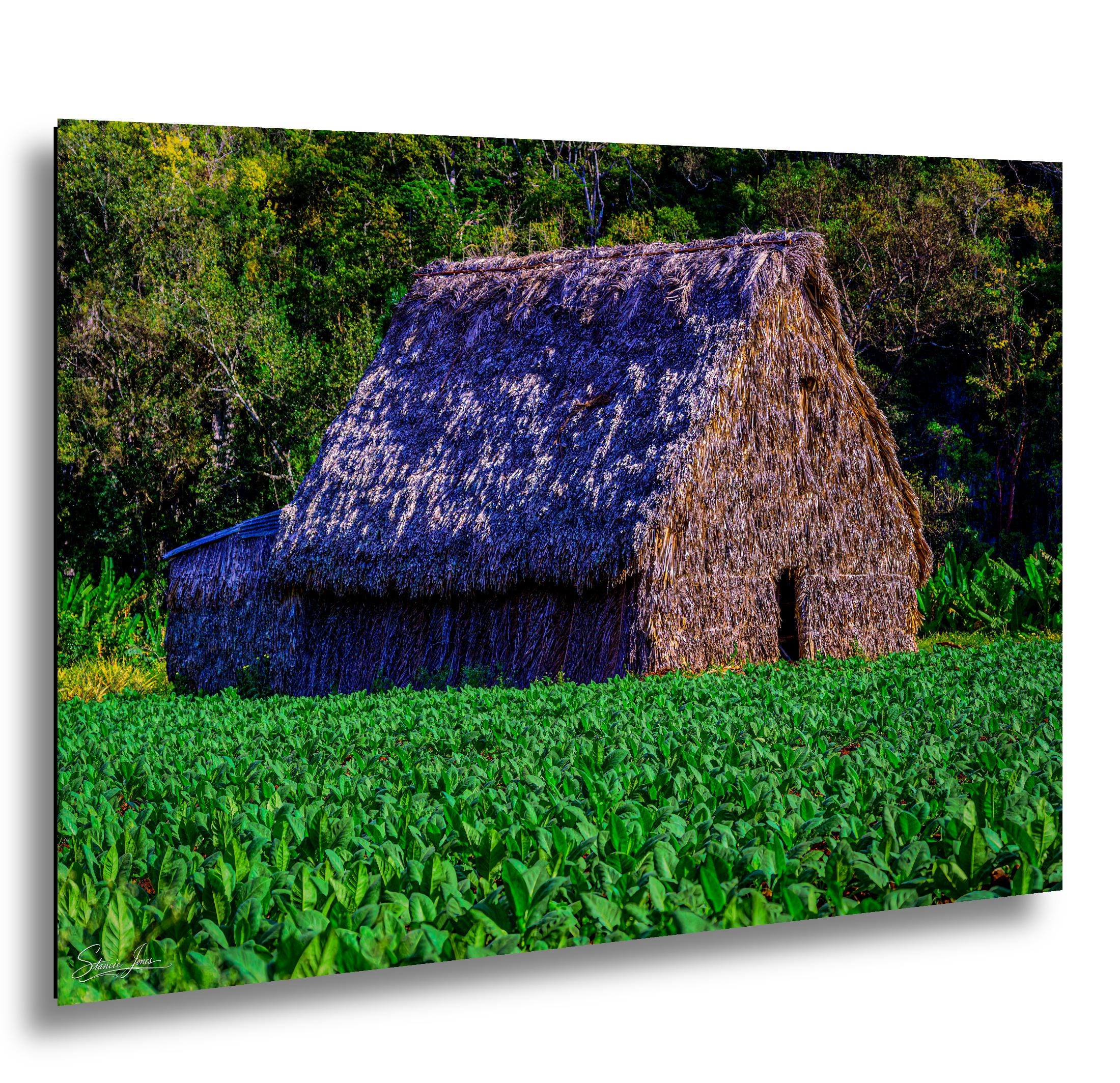 Tobacco Curing Barns
