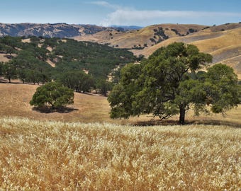 California Oak Tree Landscape Photography Print (Digital Download)