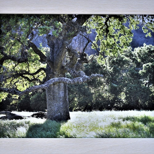 Oak trees,California oak trees,Sunol wilderness,California parks,California photos,California Art,California buy hills,Landscapes,Country life