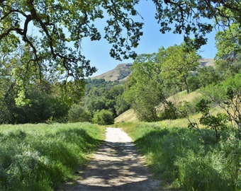 Oak trees,Sunol wilderness,California oak trees,California parks,California photos,California Art,California hills,Country