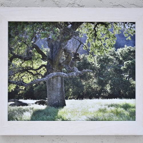 Oak trees,California oak trees,Sunol wilderness,California parks,California photos,California Art,California buy hills,Landscapes,Country life