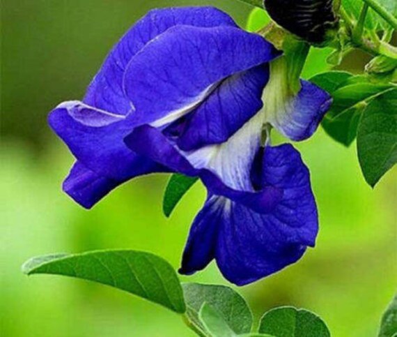 China Organic Herb Tea Dried Butterfly Pea Flower Tea