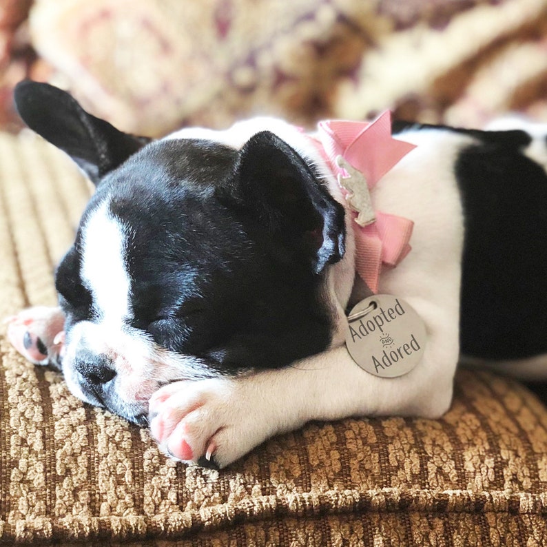 May include: A black and white French bulldog puppy sleeping on a brown patterned surface. The puppy is wearing a pink bow and a silver tag that reads "Adopted & Adored".