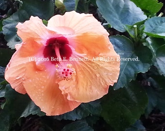 Peach Hibiscus - Photograph/Digital download