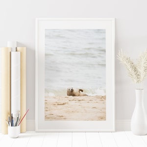 Seal Print - Baby Seal Photography - Coastal Photography Print - Coastal Wall Art - Cute Animals - Seal Photography - Seal Poster - Wall Art