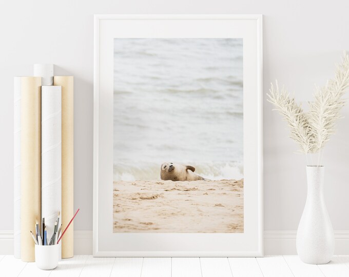 Seal Print - Baby Seal Photography - Coastal Photography Print - Coastal Wall Art - Cute Animals - Seal Photography - Seal Poster - Wall Art