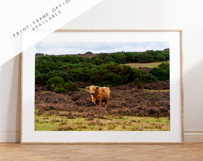 Highland Cow Photography Print - Hampshire Photography Prints - Wall Art -  Frame and Canvas Options - Landscape  - UK